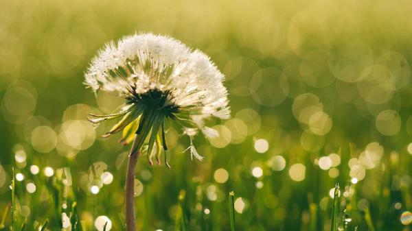 婆婆丁怎么吃消炎去结节效果最佳
