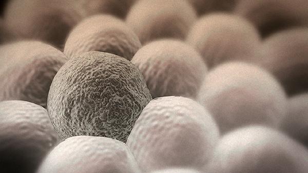 鼻病毒会传染吗