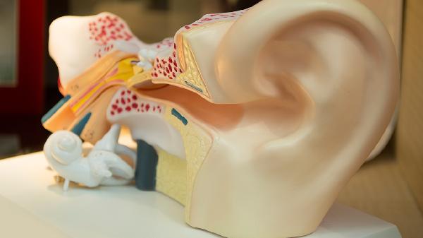 嗓子耳朵疼可能是什么原因