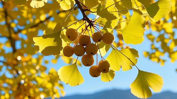 阿司匹林和银杏叶片哪个更有效果