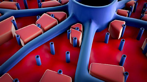 鼻病毒会和人长期共存吗